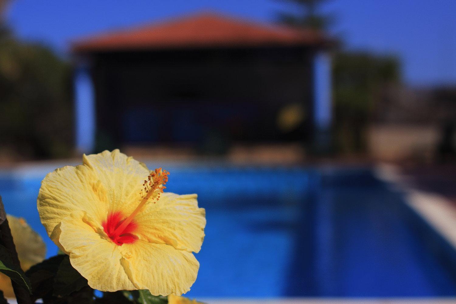 Hotel L'Ulivo ジラソーレ エクステリア 写真